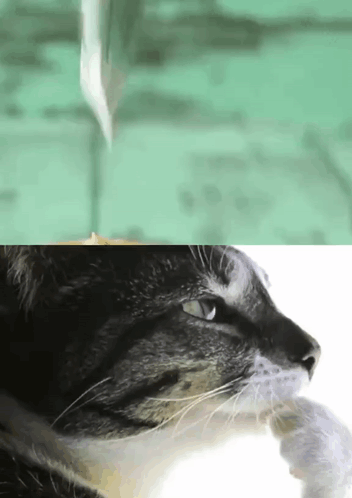Cupcake Frosting Cat GIF