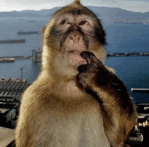Curious Monkey Curious GIF