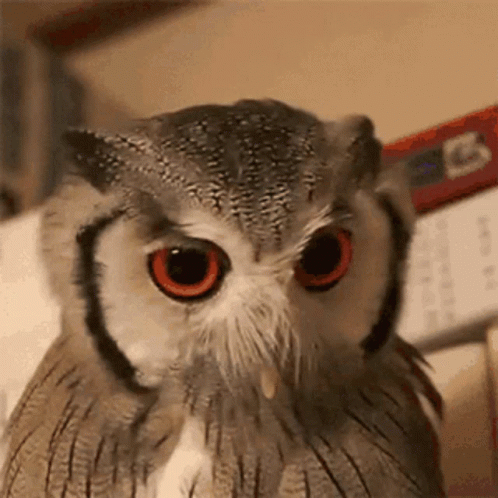 Curuja GIF