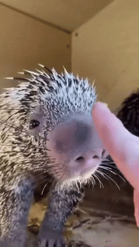Cute Animals GIF