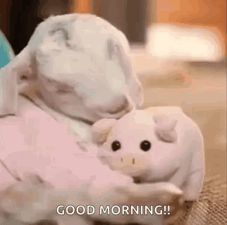 Cute Animals Goat GIF