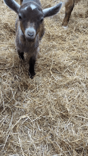 Cute Baby Goat Derek GIF
