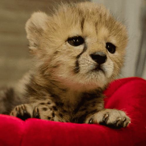 Cute Baby GIF