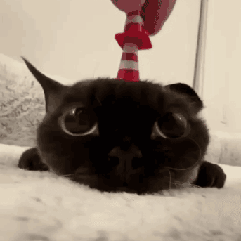 Cute Black Cat Kitten GIF