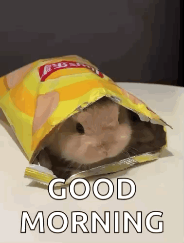 Cute Bunny GIF