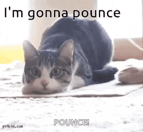 Cute Cat Im Gonna Pounce GIF
