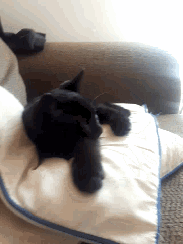 Cute Cat GIF