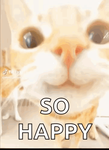 Cute Cat GIF