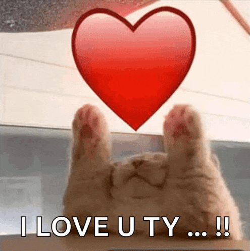 Cute Cat Love GIF