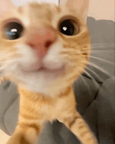 Cute Cat Meme