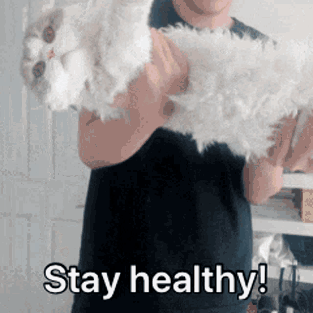 Cute Cat GIF