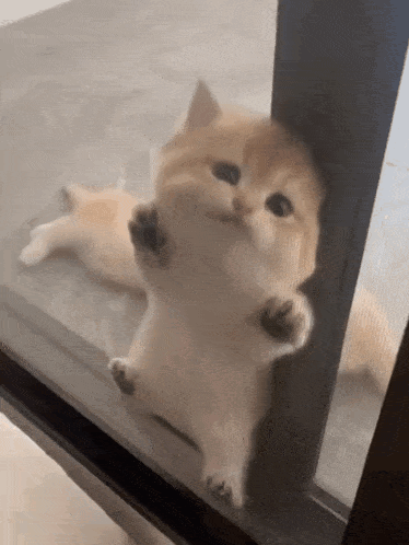 Cute Cats Memes GIF