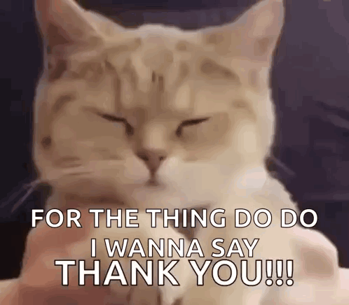 Cute Cute Cat GIF