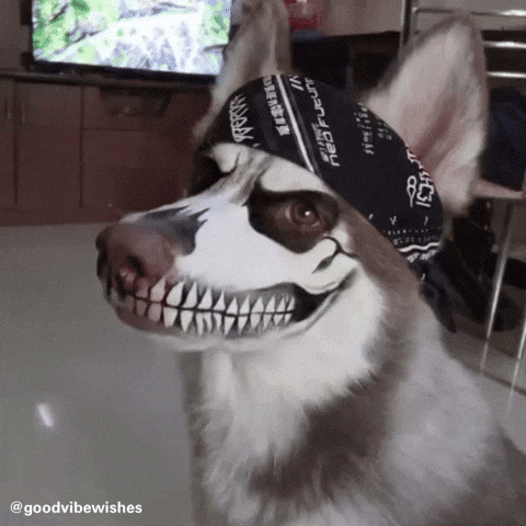 Cute Dog Dog Lover GIF