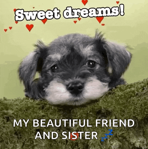 Cute Dogs GIF