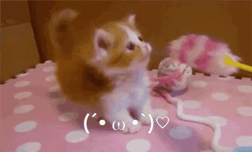 Cute Kitten Cat GIF