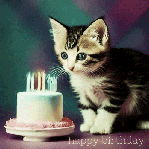 Cute Kitten Happy Birthday GIF