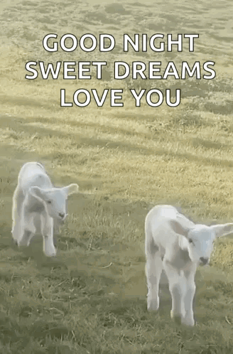 Cute Lamborghini GIF