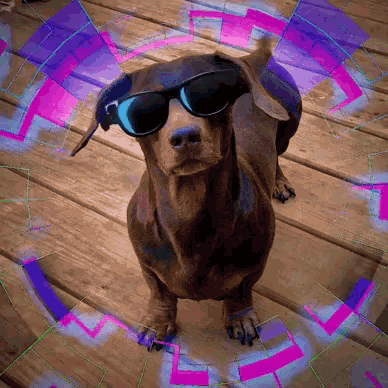 Dachshund Weiner GIF
