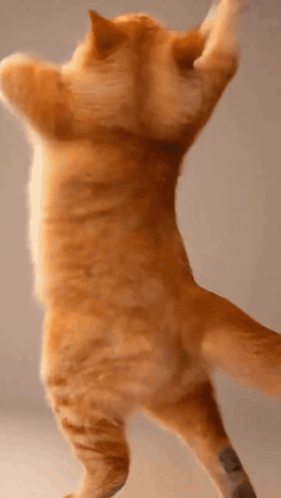 Dance Cat Dance Funny GIF