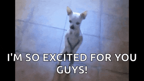 Dance Chihuahua GIF
