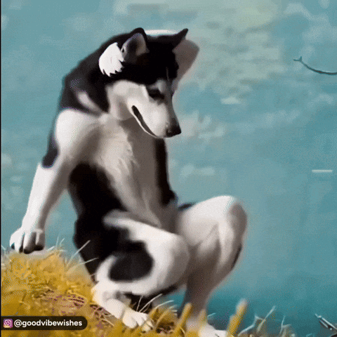 Dance Husky GIF