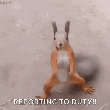 Dance Squirrel GIF