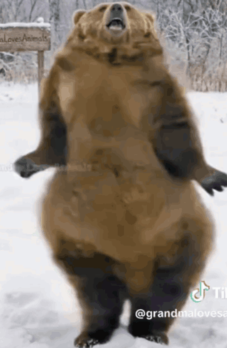 Dancing Bear GIF