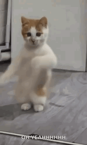 Dancing Cat Dance GIF