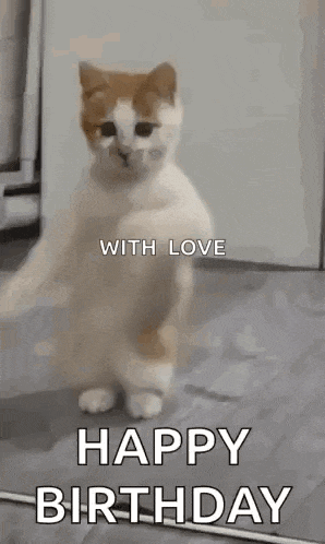 Dancing Cat Dance GIF