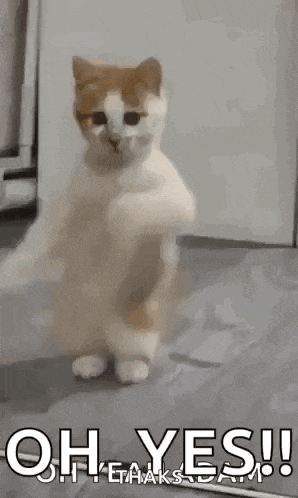 Dancing Cat Dance GIF