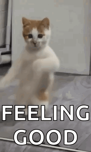 Dancing Cat Dance GIF