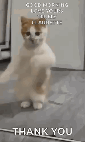 Dancing Cat Dance GIF