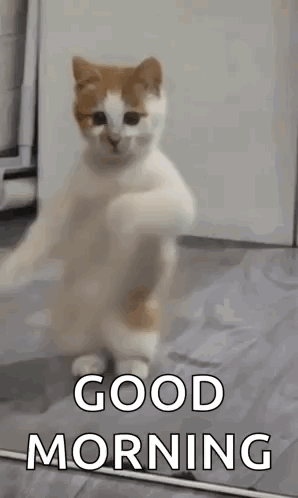 Dancing Cat Dance GIF