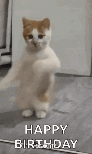 Dancing Cat Dance GIF