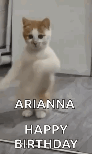 Dancing Cat Dance GIF