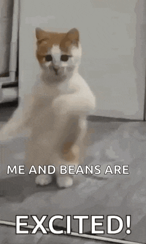 Dancing Cat Dance GIF
