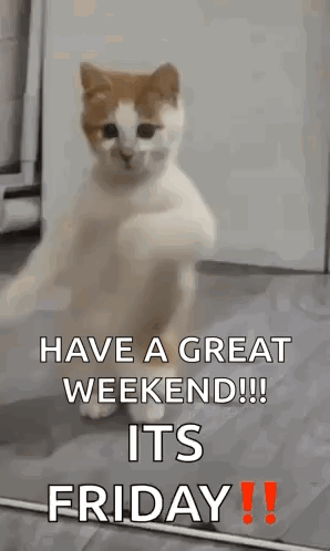 Dancing Cat Dance GIF