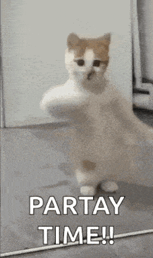 Dancing Cat Kitten GIF