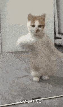 Dancing Cat Kitten GIF