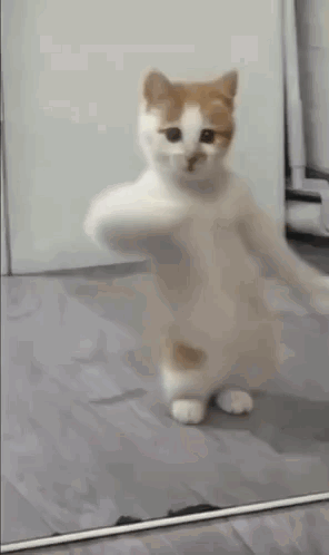 Dancing Cat Kitten GIF