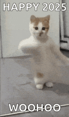 Dancing Cat Kitten GIF