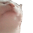 Dancing Cat Sticker