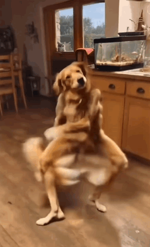 Dancing Dog Ai GIF