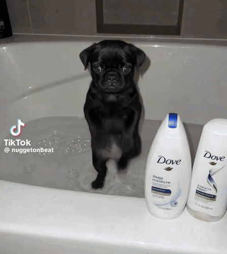 Dancing Dog Dance GIF