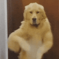 Dancing Dog Dog Dance GIF