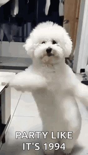 Dancing Dog GIF