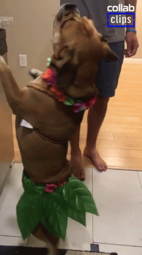 Dancing Dog Hula GIF