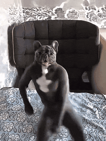 Dancing Dog GIF
