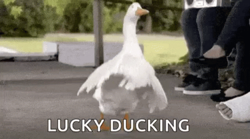 Dancing Duck GIF